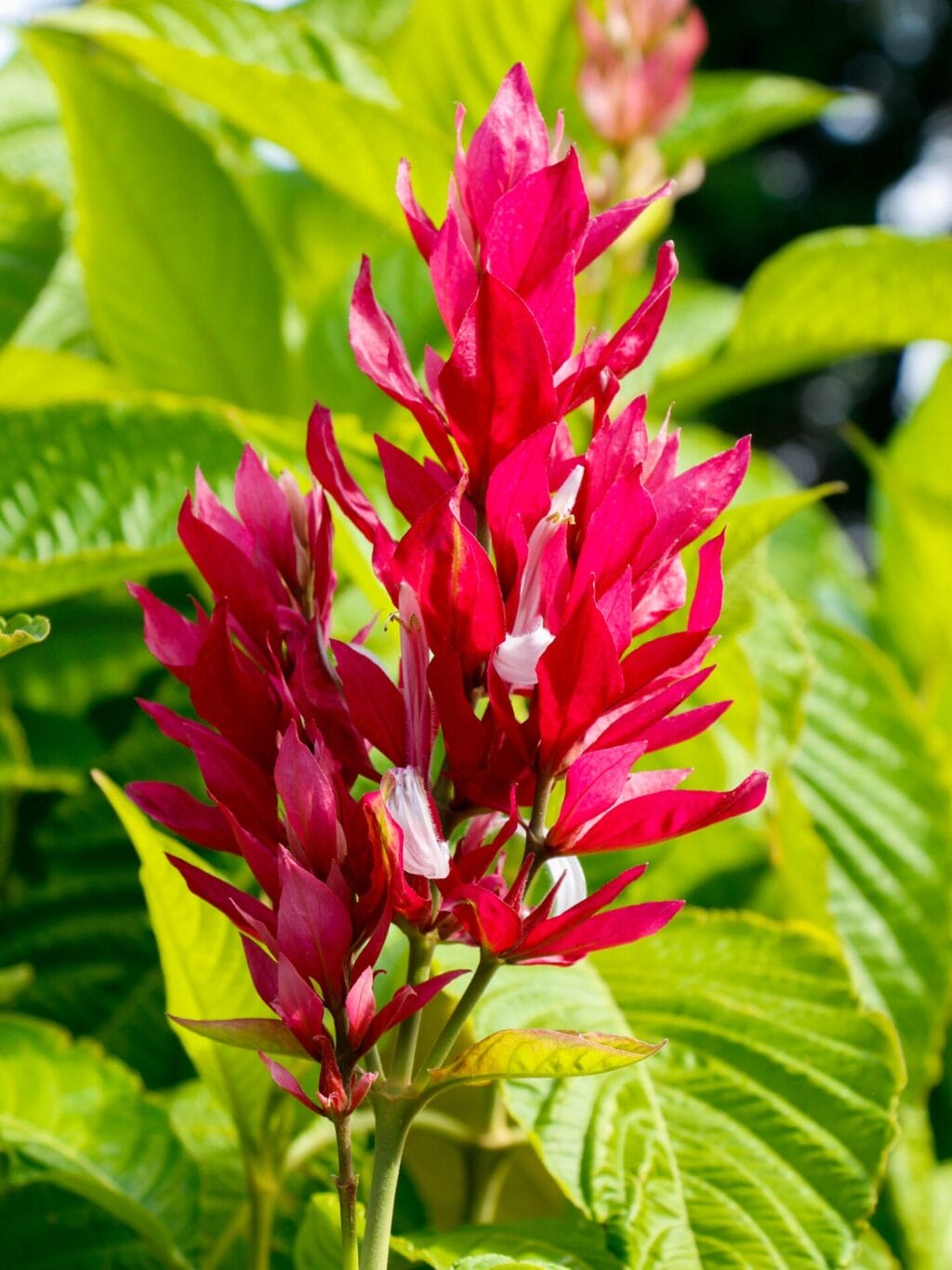 Eine leuchtend rote Blüte