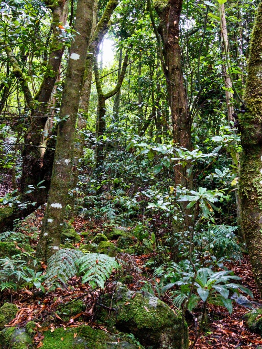 Dichter, üppig grüner Lorbeerwald